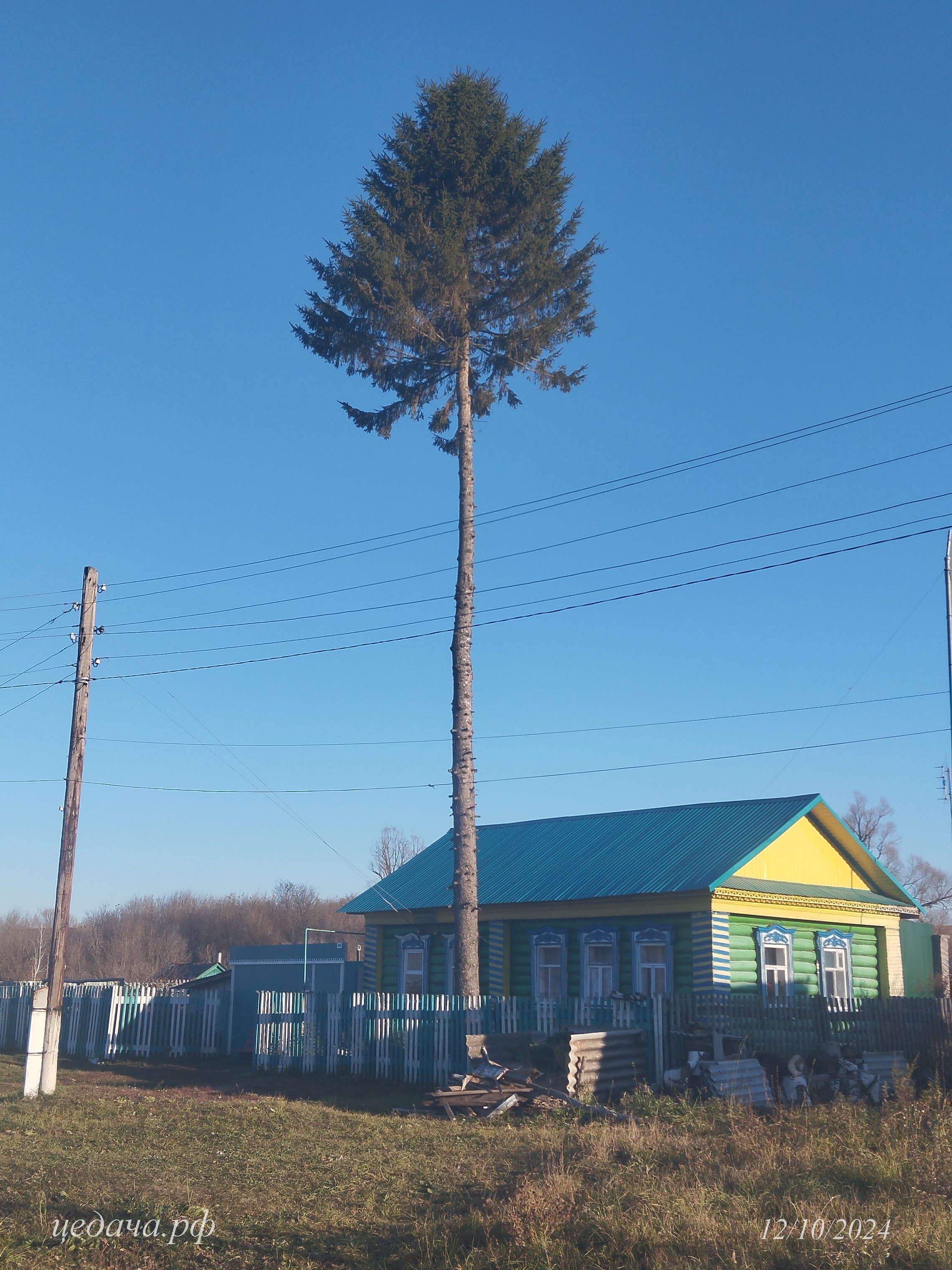 Татарская пальма